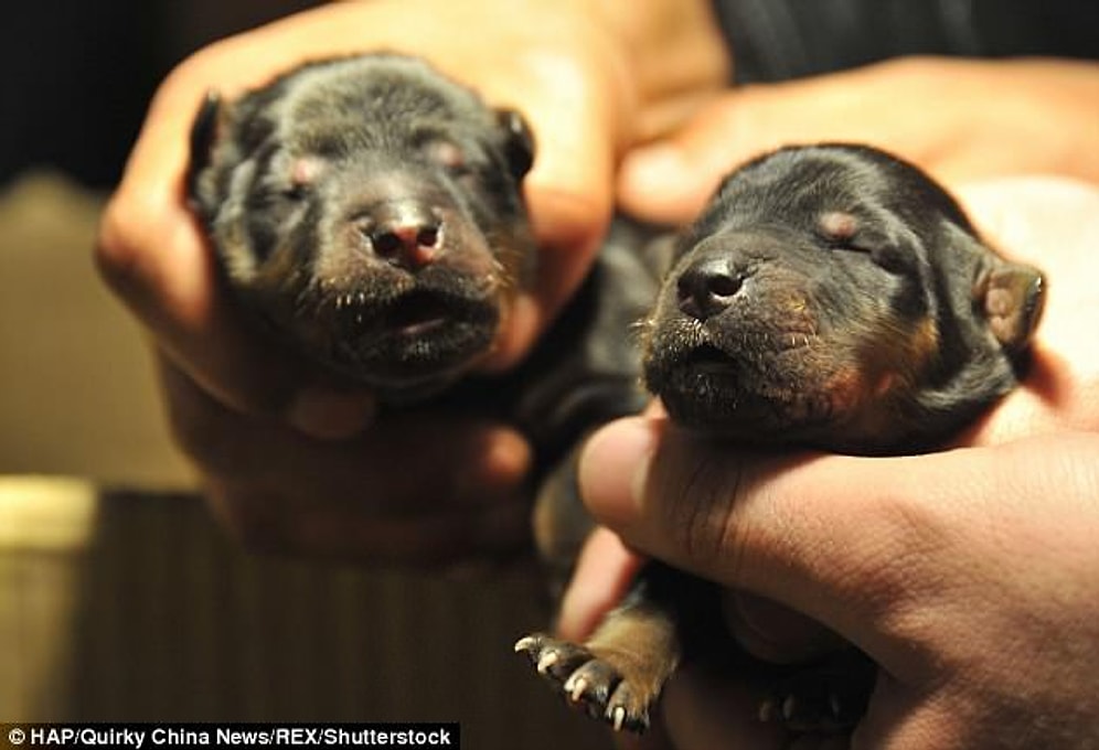 Yolda Buldukları Hayvanı İki Sene Boyunca Köpek Zannederek Besleyen Aile