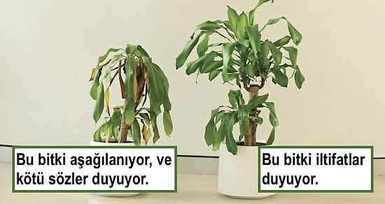 IKEA'dan Okul Çocuklarına Zorbalık Yapmanın Üzücü Sonuçlarını Gösteren İlginç Bir Bitki Deneyi