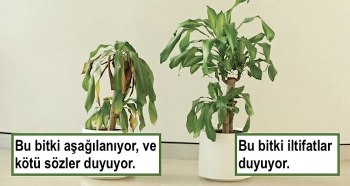 IKEA'dan Okul Çocuklarına Zorbalık Yapmanın Üzücü Sonuçlarını Gösteren İlginç Bir Bitki Deneyi