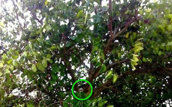 Посмотреть правильный ответ: