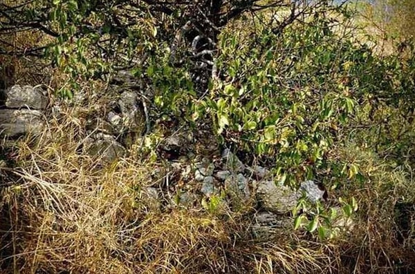 6. Нашли животное тут?