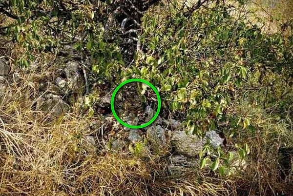 Посмотреть правильный ответ: