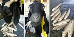 Görünce Hayrete Düşeceksiniz! İnsanın İştahını Kabartırcasına Balık Yiyen Keçi