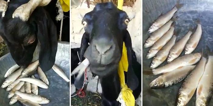 Görünce Hayrete Düşeceksiniz! İnsanın İştahını Kabartırcasına Balık Yiyen Keçi