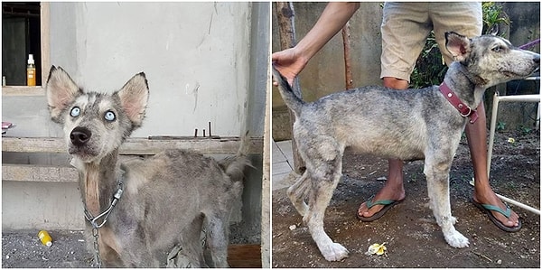 На протяжении 10 месяцев Рико чуть ли не ежедневно фотографировал Хоуп, чтобы запечатлеть все изменения.