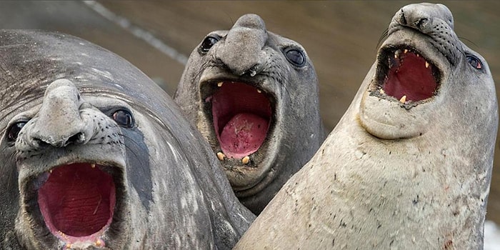 До слез: 15 комментариев к постам от людей, у которых все в порядке с чувством юмора