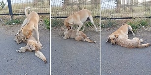 Araba Çarpan Arkadaşını Hayata Döndürmeye Çalışan Köpeğin Duygu Dolu Anları