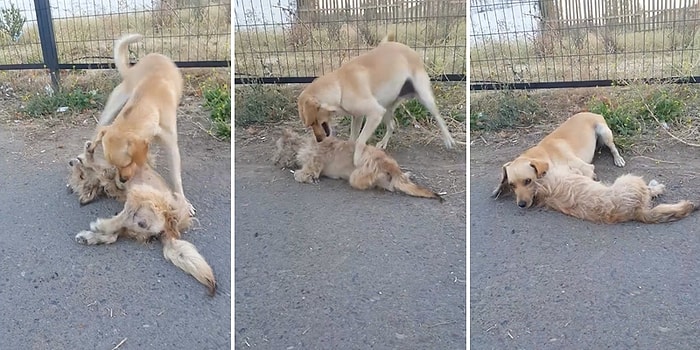 Araba Çarpan Arkadaşını Hayata Döndürmeye Çalışan Köpeğin Duygu Dolu Anları