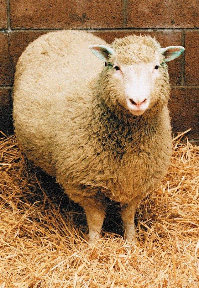 5. Nasıl olduğuna aklınız tam ermese de bilim insanları tarafından Dolly isimli bir koyunun kopyalandığı haberini duymuş olabilirsiniz.
