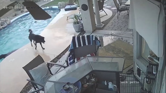 Sudan Çıkmakta Zorlanan Dostu İçin Havuza Atlayan Kahraman Köpek