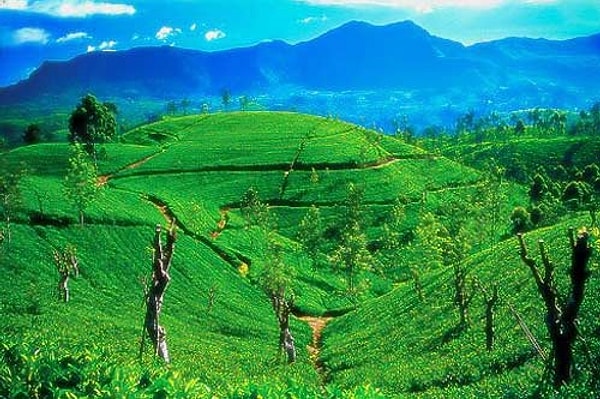 7. Коломбо, Джафна, Дамбулла