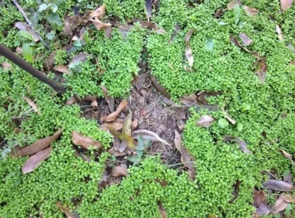 13. Чудесная звезда, образовавшаяся между кустами))