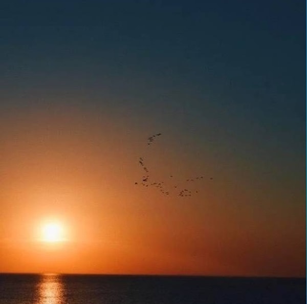 15. И, наконец, эта стая птиц, сформировавшая облик ласточки.