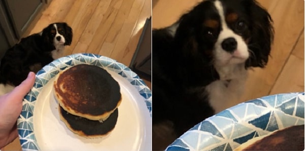 1. Завтрак не удался, и все были разочарованы, особенно любимец семьи