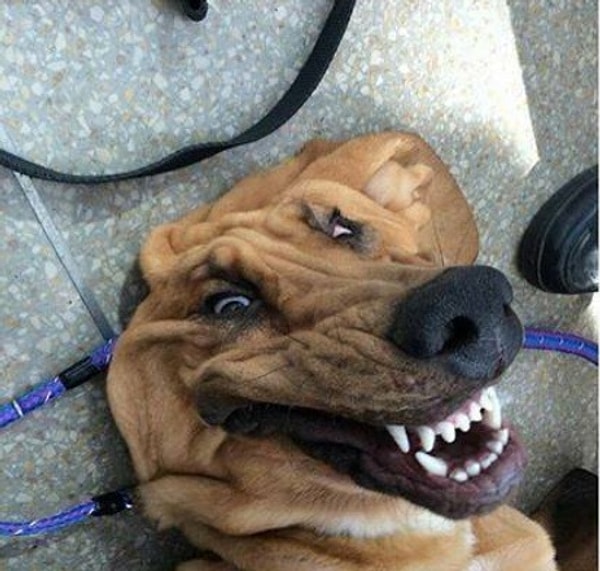 4. Попробуйте не рассмеяться!