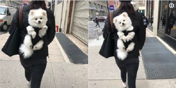 7. "Обожаю путешествовать с хозяйкой!"