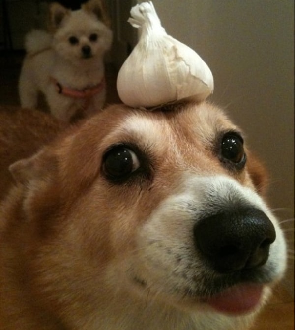 16. Талантливый малый)