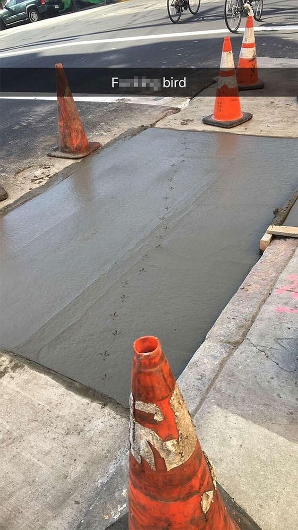 15. Ох уж эти птицы...