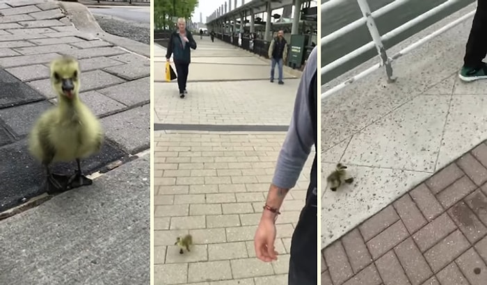 Kaz Yavrusunu Kaybettiği Ailesine Kavuşturan Güzel İnsanlar