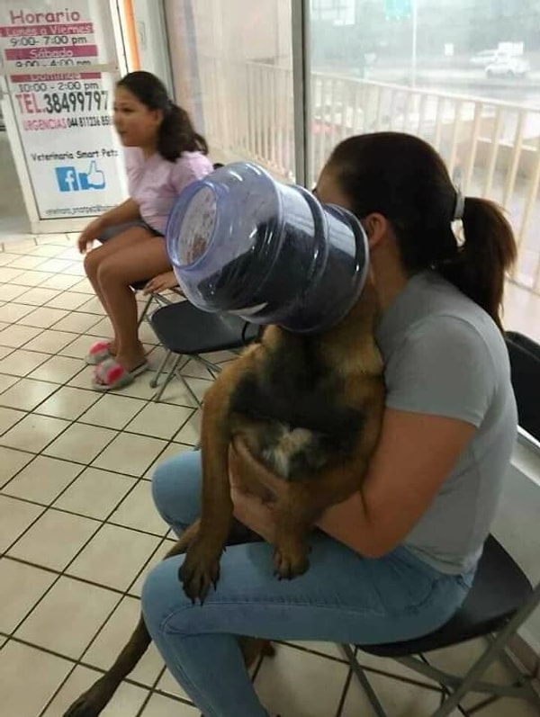 14. Бедное животное, бедный хозяин