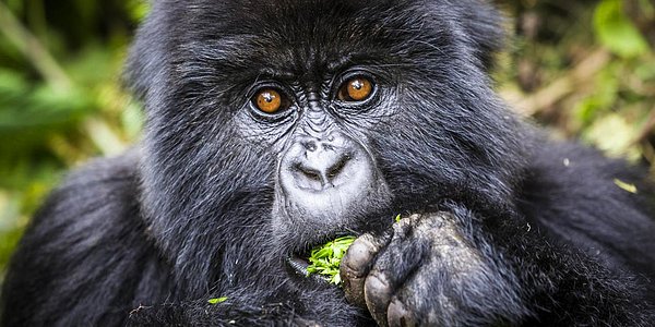 3. Goriller en sevdiği yiyecekleri yerken homurtulu sesler çıkarırlar.