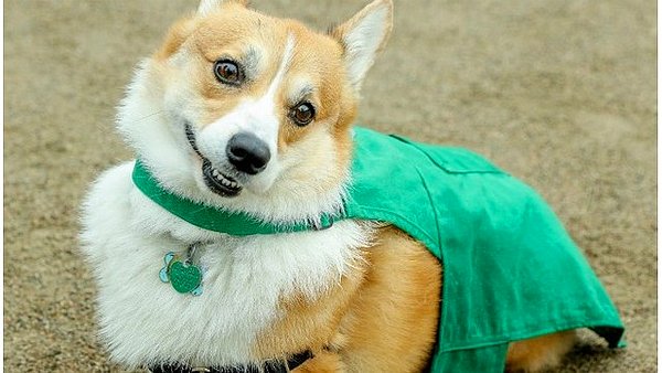 17. Galler mitolojisine göre Corgis cinsi köpeklerin üstüne binen peri savaşçılar vardır.