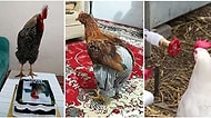 Kanatları Olmasına Rağmen Uçamamaları Yetmiyormuş Gibi Bir de Mizahımıza Alet Olmuş 15 Horoz ve Tavuk