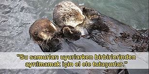 Okuduğunuzda Sırıtmanıza Engel Olamayacağınız, İçinizi Isıtacak 20 İlginç Bilgi