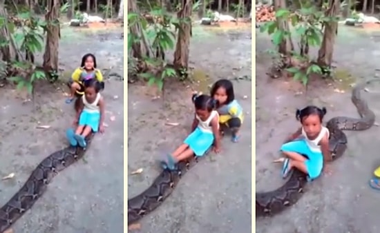 Siz Ne Güzelsiniz Öyle! Piton Yılanının Üstüne Binerek Trencilik Oynayan Ufaklıklar