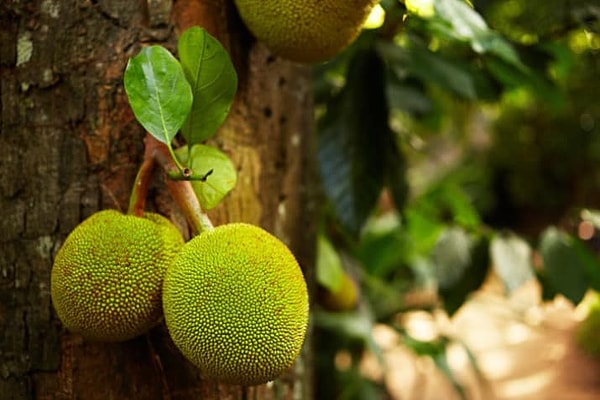 12. Легенда гласит, что плоды хлебного дерева растут из... мужских яичек.