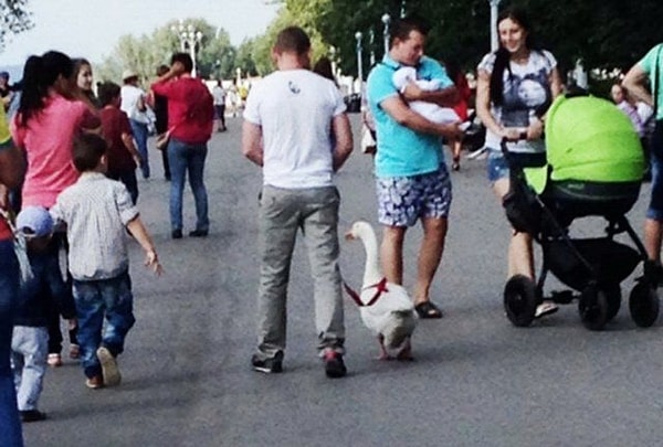 11. Ну а что, у каждого свои домашние любимцы...