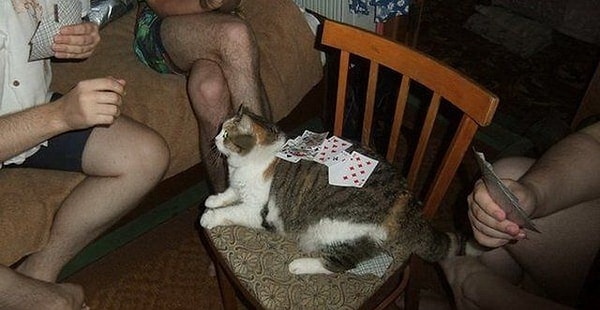 22. Живность тоже должна приносить какую-то пользу...