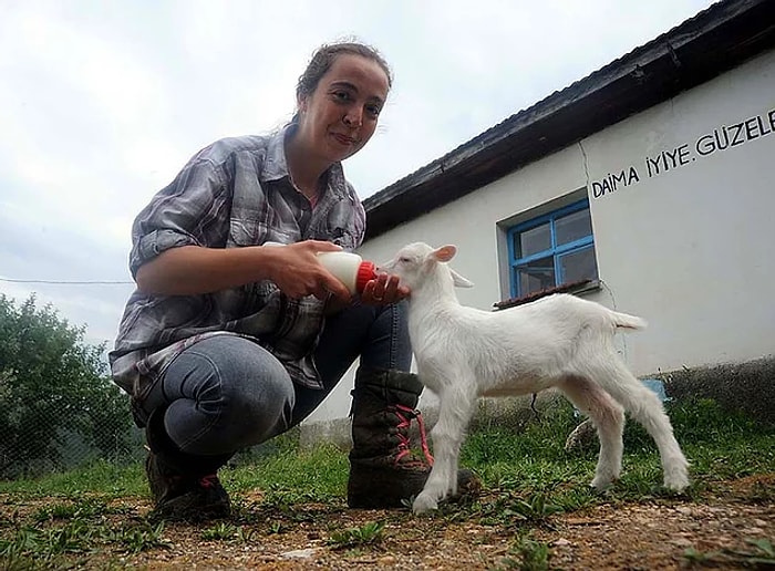 Aradığı Huzuru Doğada Buldu: İki Dil Bilen 'Nişantaşı Kızı' Köyde Keçi Güdüyor