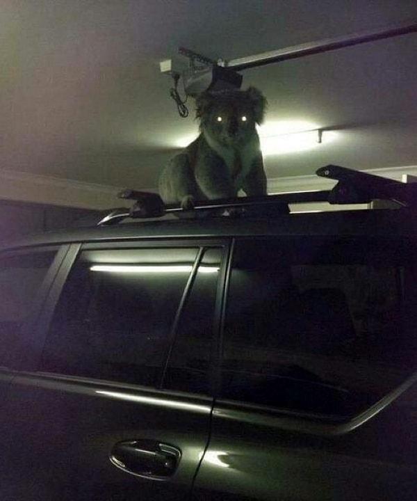 8. Dost canlısı koalalar akşamları aracınızın güvenliğini kontrol etmeye geliyor.