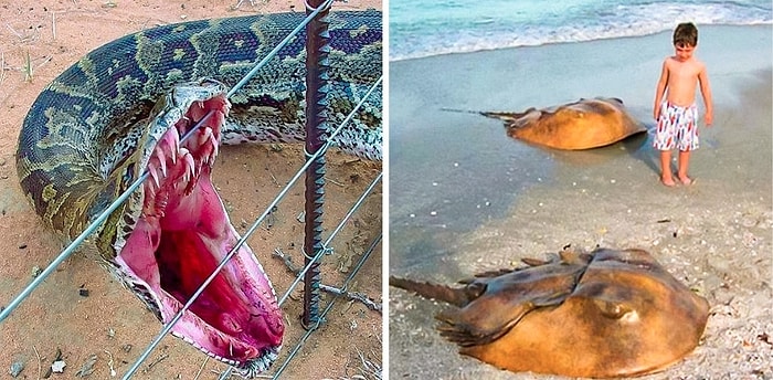 Avustralya'yı En Güzel Sevmenin Uzaktan Sevmek Olduğunun Kanıtı 21 Fotoğraf