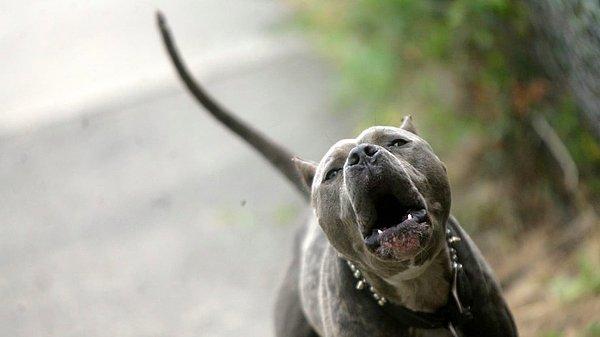 Zanlıların evinde yapılan aramada da 2 pitbull cinsi köpek daha bulundu. Köpekler, belediyenin veteriner müdürlüğüne teslim edildi.