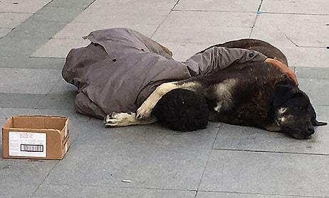 Sokak Ortasında Köpeğe Sarılarak Uyuyan Gencin Yürekleri Sızlatan Görüntüsü