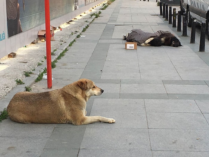 Bana Hüznün Fotoğrafını Çekebilir misin Abidin? Taksim'de Köpeğe Sarılarak Uyuyan Çocuk