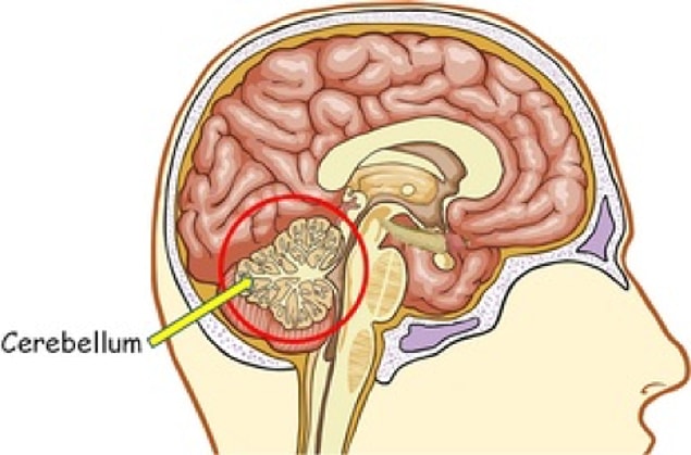 Cerebellum yani beyincik, yaptığınız her hareketin farkında olmanızdan sorumlu bir organ bölümü. İşte buna gıdıklanmak da dahil.