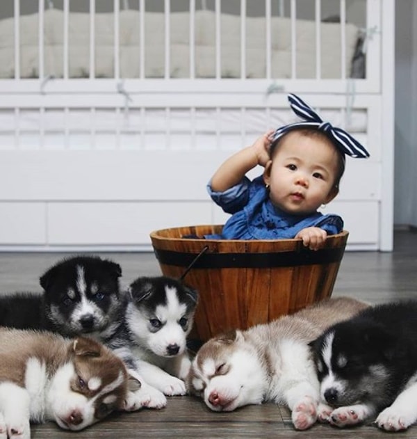 8. Милашка в ведре в сопровождении пяти сопящих щенков - в этом доме никогда не бывает скучно!