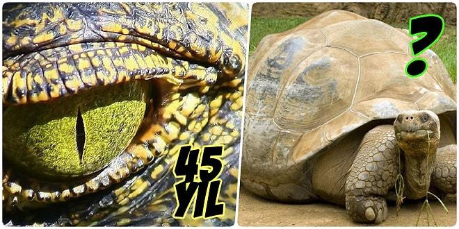 En Kısasından En Uzununa Hayvanlar Aleminden 30 Canlının Yaşam Süresi