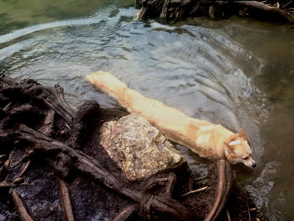 14. Ну да, эта собака уже выглядит весьма простенько по сравнению с теми многоножками :)