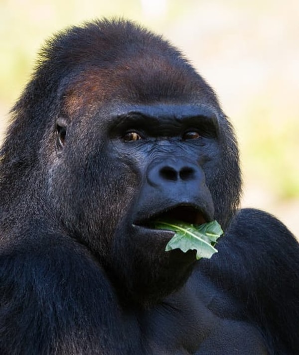 5. Гориллы гудят, когда едят свою любимую еду.