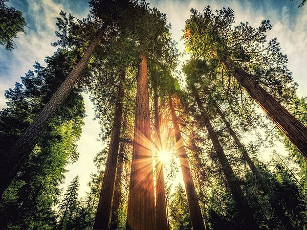 Ты мог(ла) бы стать красным деревом!