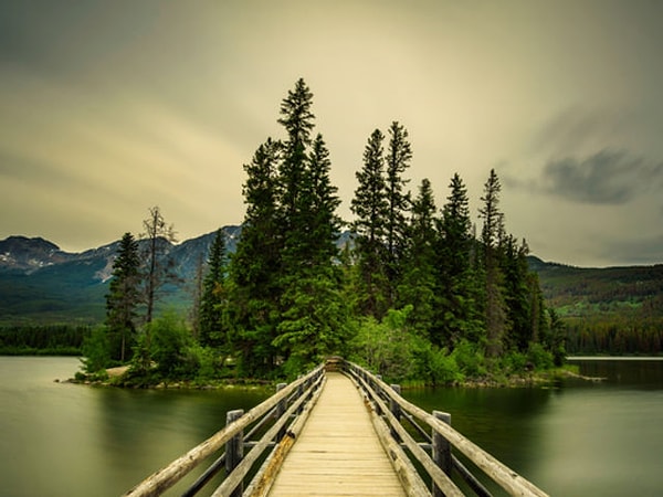 Ты мог(ла) бы стать сосной!