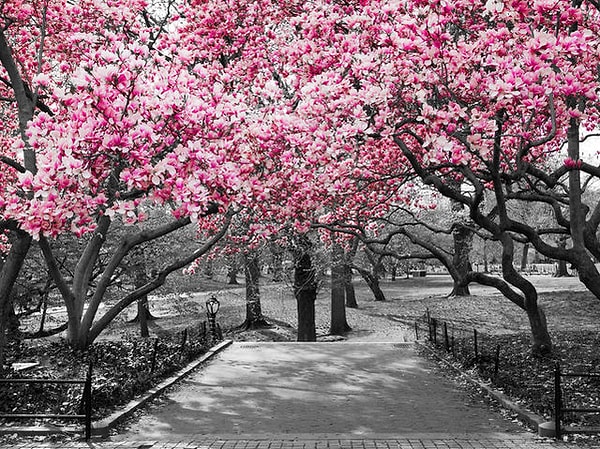 Ты мог(ла) бы стать магнолией!