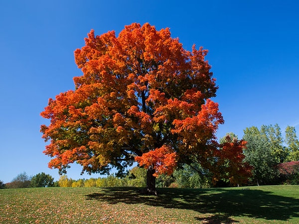 Ты мог(ла) бы стать кленом!