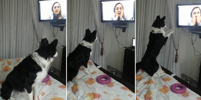 9 Aydır Göremediği İnsan Dostunu Televizyonda Görünce Sevinçten Ne Yapacağını Şaşıran Köpek