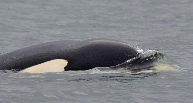 5. Yeni doğan bebeği öldüren katil balina