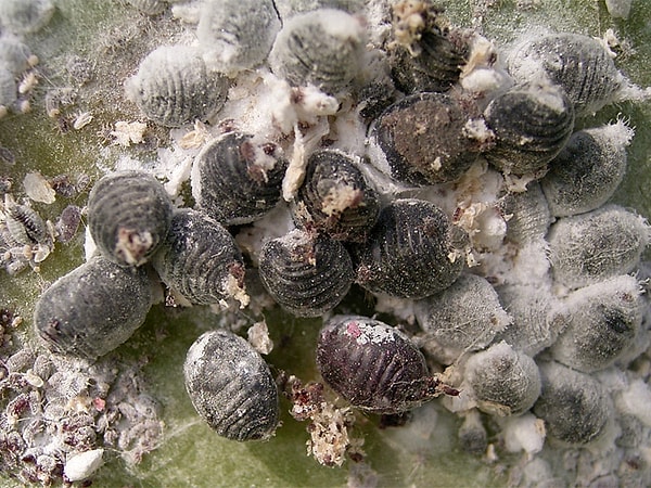 Родиной кошенили является Южная Америка. Известное как "красный червь" насекомое уже давным-давно стало использоваться в коммерческих целях.